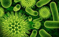 Конспект по билогии на тему Бактериялар тіршілік әрекеттерінің алуантүрлілігі (10 класс)