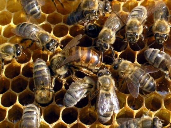 Конспект занятия Пчёлы в сотах