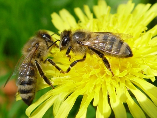 Конспект занятия Пчёлы в сотах