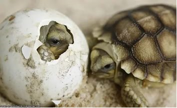 Исследовательский проект Сухопутная черепаха в домашних условиях