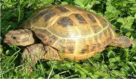Исследовательский проект Сухопутная черепаха в домашних условиях