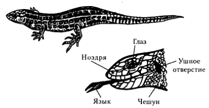 Презентация к теме Царство животных.