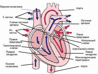 Методическая разработка интегрированного урока по биологии, физике и физической культуры на тему: Сердце -это неутомимый орган