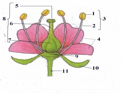 Урок - конспект Цветок и его значение 6 класс