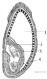 ЕГЭ Задание №35 - с изображением биологического объекта (рисунок, схема, график и др.)