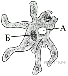 ЕГЭ Задание №35 - с изображением биологического объекта (рисунок, схема, график и др.)