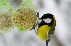 Разработка урока по окружающему миру: Зимующие птицы