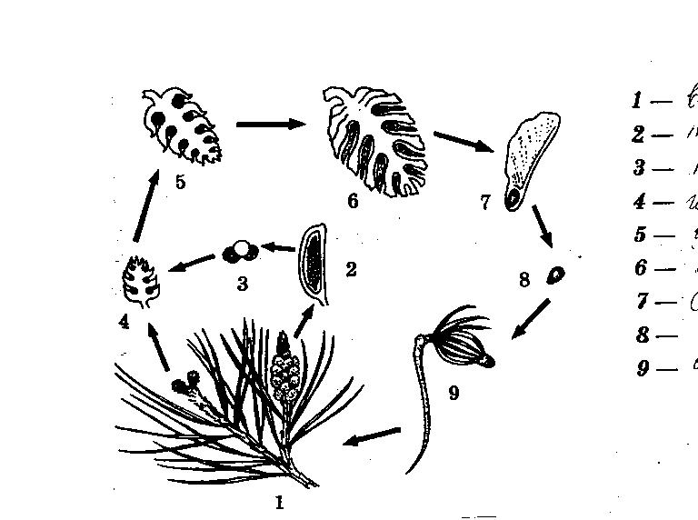 Голосеменные тест 7 класс. Жизненный цикл голосеменных растений. Схема размножения голосеменных растений 7 класс биология. Размножение голосеменных растений 7 класс. Размножение голосеменных схема.