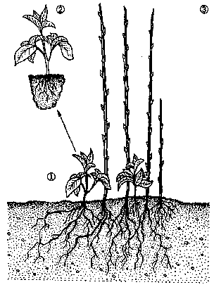 Тест по теме Размножение голосеменнных и покрытосеменных растений