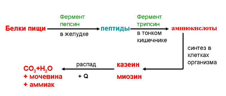 Реакции обмена белков. Схема обмена белка в организме. Схема этапов обмена белков. Этапы белкового обмена схема. Обмен белков в организме человека схема.