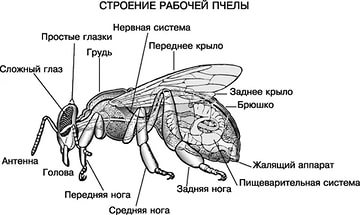 Урок биологии на тему Пчела медоносная -символ Башкортостана (7 класс)