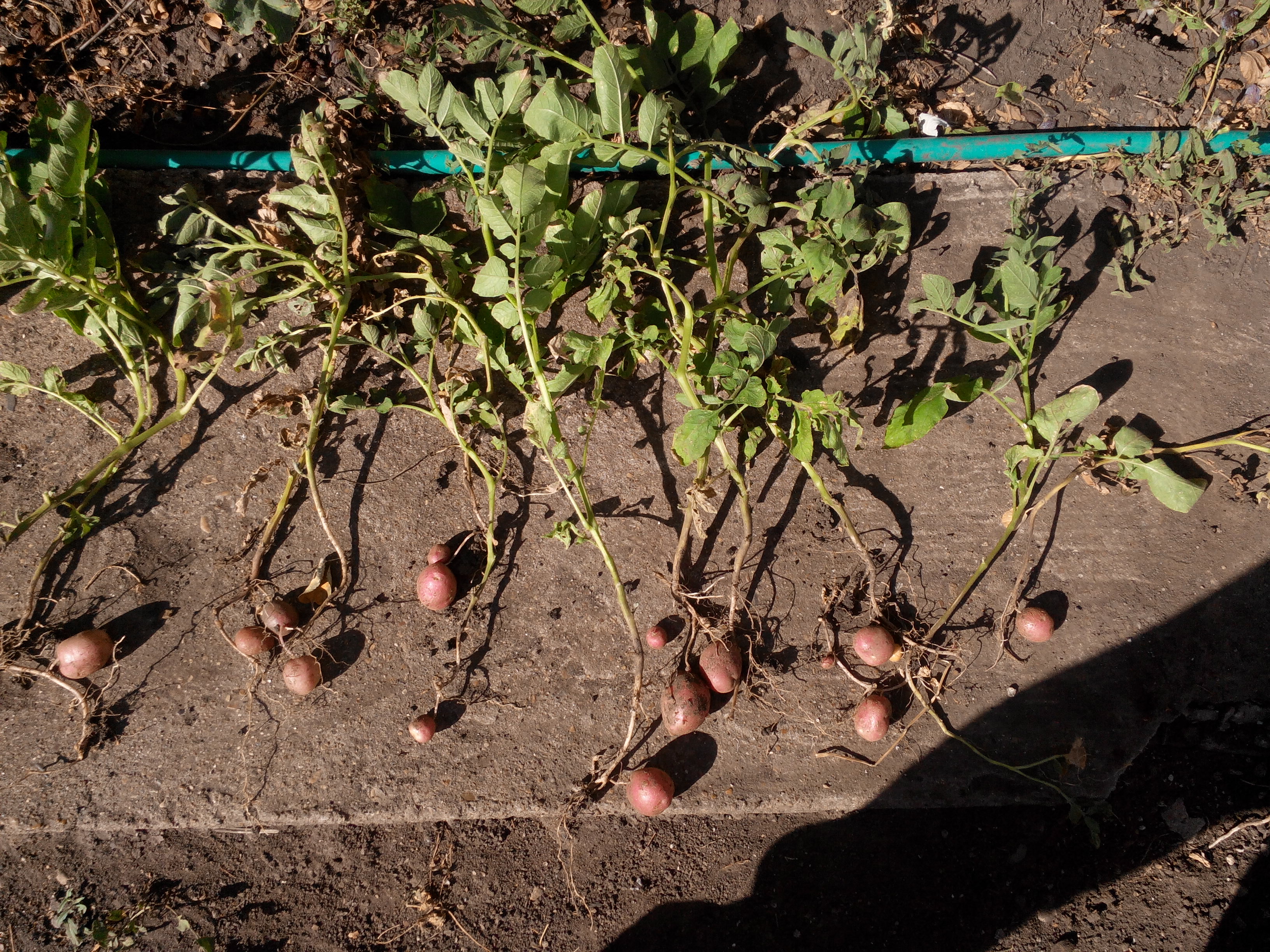 Проектная работа Тайгильдиной Екатерины: Выращивание картофеля из очисток