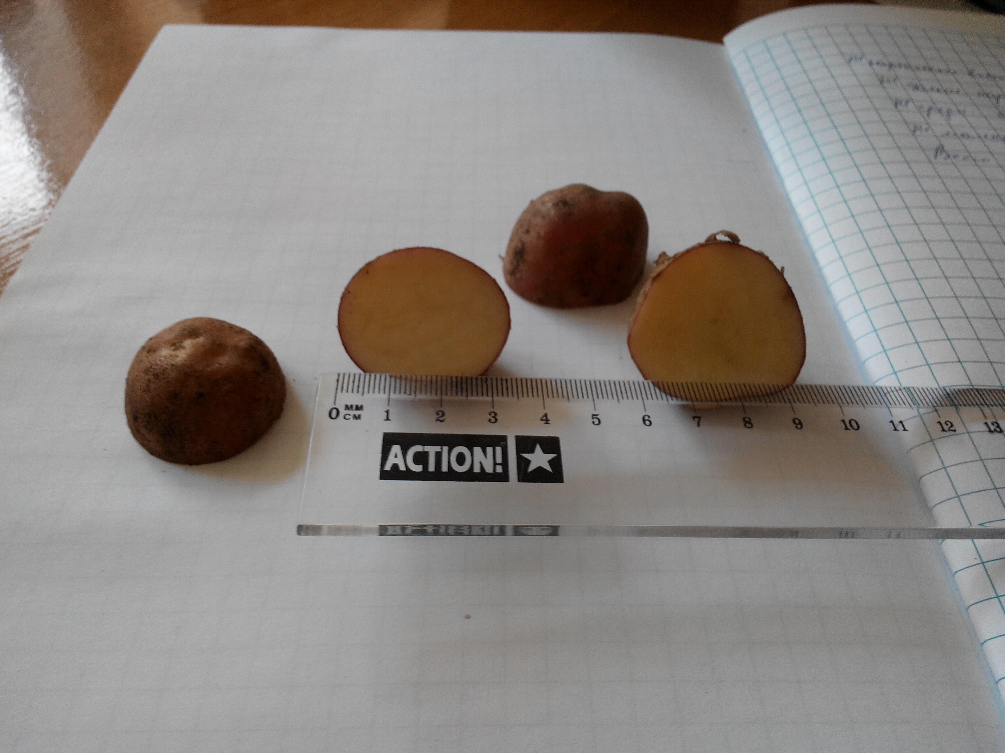 Проектная работа Тайгильдиной Екатерины: Выращивание картофеля из очисток