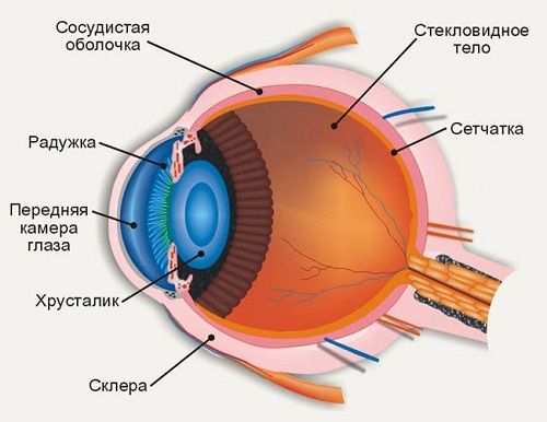 Разработка урока «Орган зрения и зрительный анализатор» (8 класс)