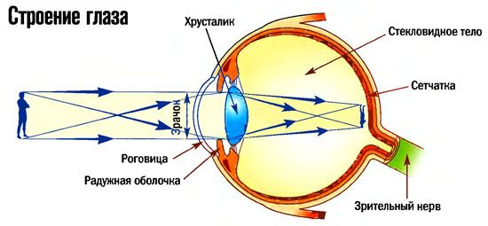 Разработка урока «Орган зрения и зрительный анализатор» (8 класс)