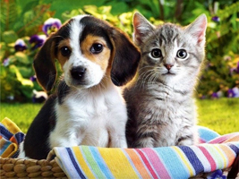 Исследовательская работа Собака + кошка = дружба? (3 класс)