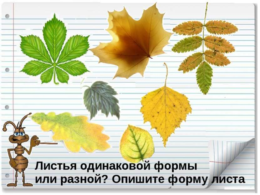 Презентация по окружающему миру по теме «Что это за листья?» (1класс)
