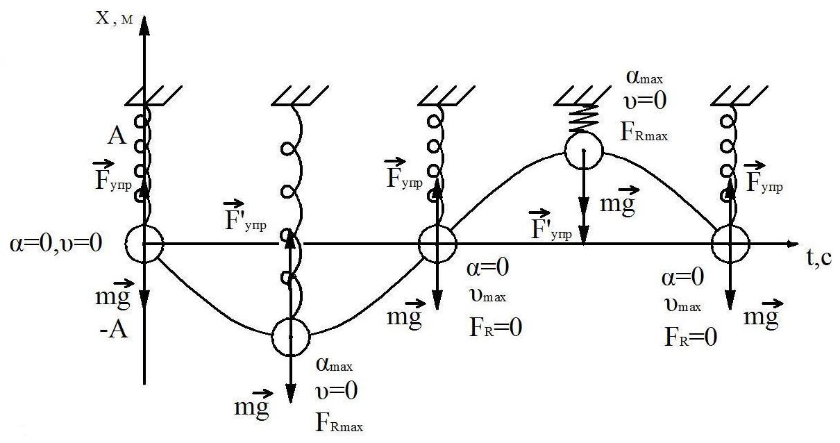 Конспек урока “Характеристики пружинного и математического маятников”.