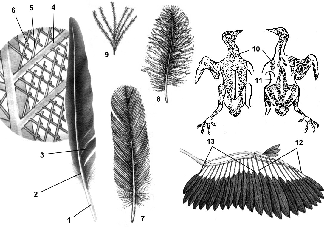 Конспект открытого урока Среда обитания и внешнее строение птиц (7 класс)