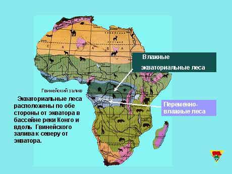 План конспект по географии 7 класс.Природные зоны Африки.