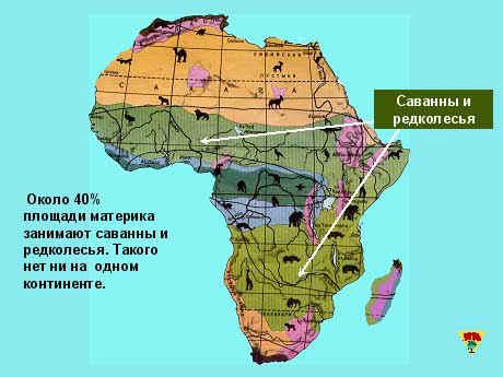 План конспект по географии 7 класс.Природные зоны Африки.