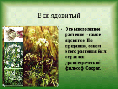 Конспект урока Разнообразие растений Челябинской области