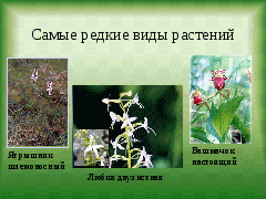 Конспект урока Разнообразие растений Челябинской области