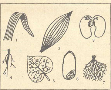 Проверка знаний по ботанике на тему Многообразие и происхождение растений три варианта (6 класс)