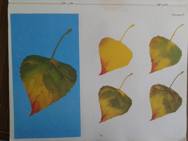 Рисование с натуры осенних листьев