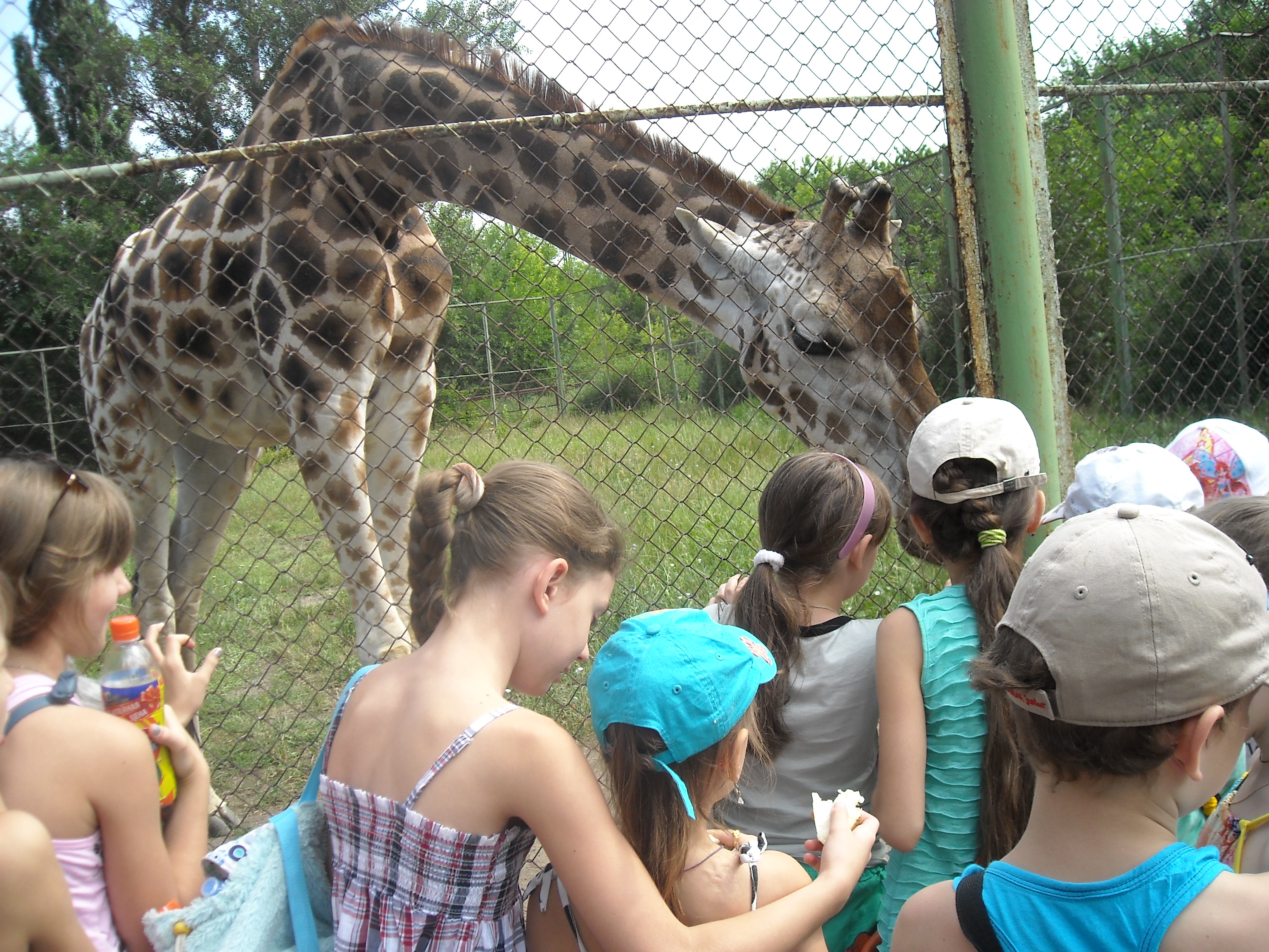 Экскурсия в зоопарк для пришкольного лагеря