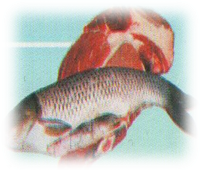Ашық сабақ Дұрыс тамақтану – денсаулық кепілі