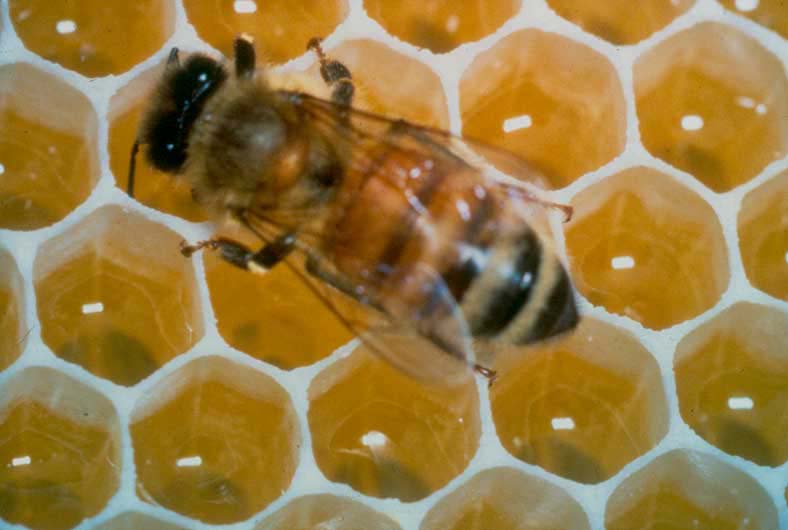Контрольная работа Удивительная жизнь пчёл3 класс УМК Гармония