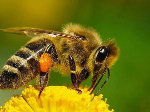 Контрольная работа Удивительная жизнь пчёл3 класс УМК Гармония