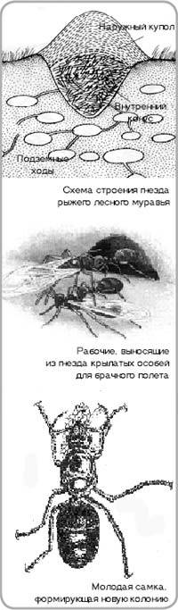 Научно- исследовательская работа «Секреты жизни муравейника»