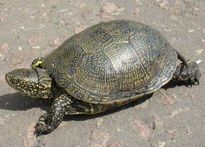 Красноухие черепахи в природе и дома