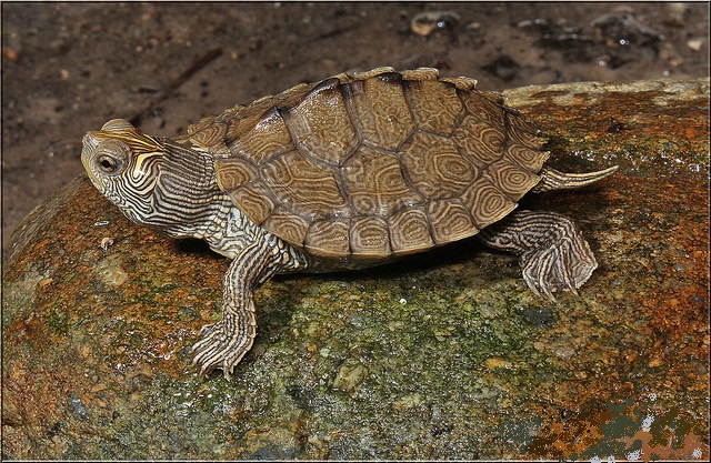 Красноухие черепахи в природе и дома