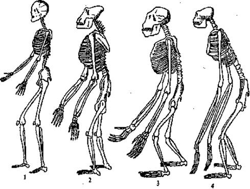 Отличие человека от животного скелет. Скелет человека и человекообразных обезьян. Строение человекообразных обезьян. Строение скелета человека и обезьяны. Скелет человекообразной человекообразной обезьяны.
