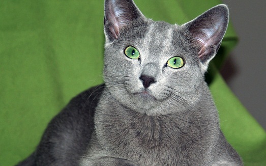 Проект по биологии Кошки - домашние животные