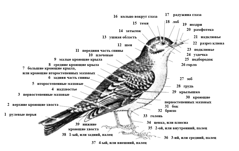 Научная работа на тему Эволюция и происхождение птиц
