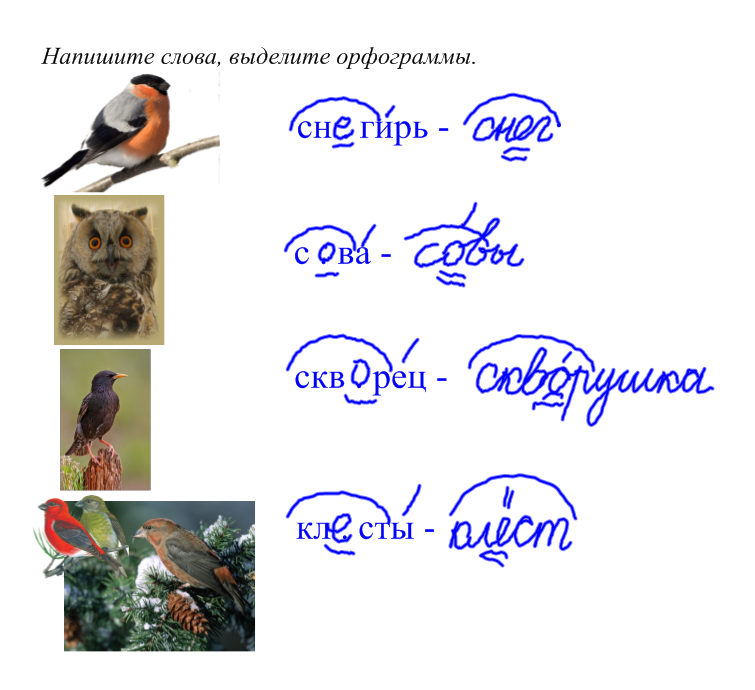 Род слова птицы
