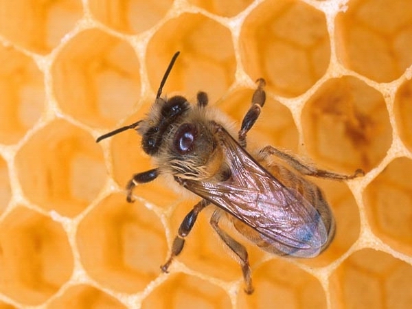 Конспект интегрированного занятия по экологии и конструированию из бумаги в старшей группе «Что мы знаем о пчелах»