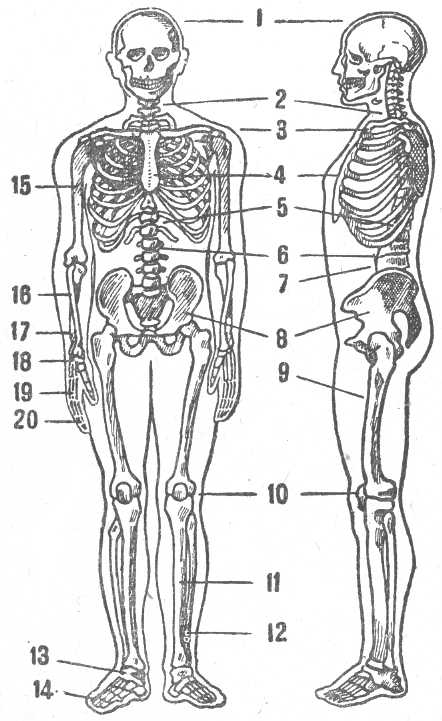 Проверочная работа по биологии на тему Скелет человека (8 класс)