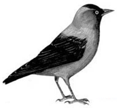 Буклет Советы по кормлению птиц зимой