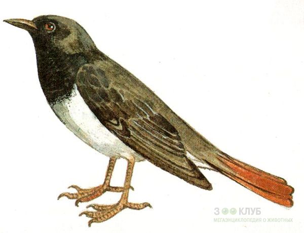 Буклет Советы по кормлению птиц зимой
