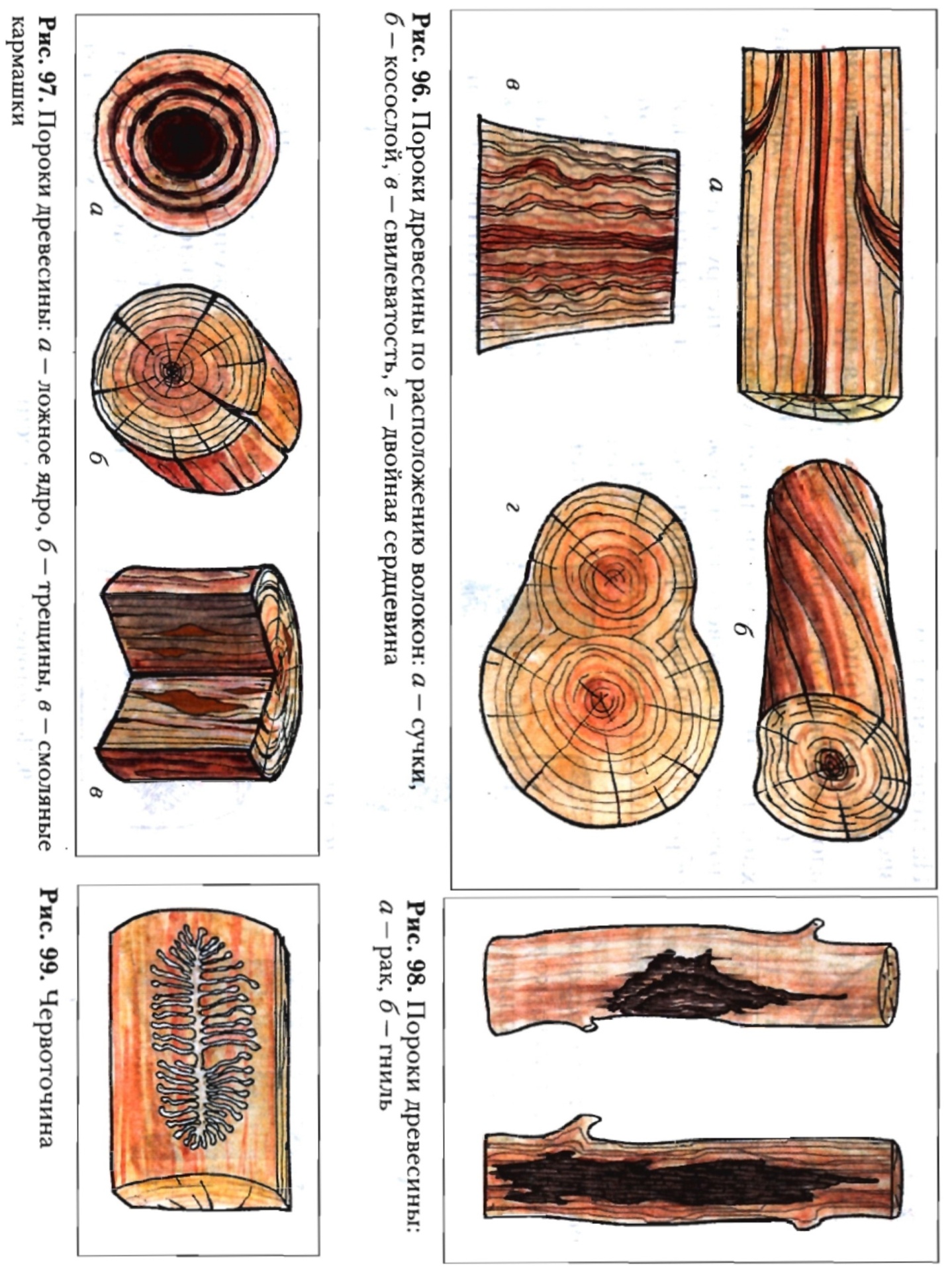 Пороки строения древесины прорость