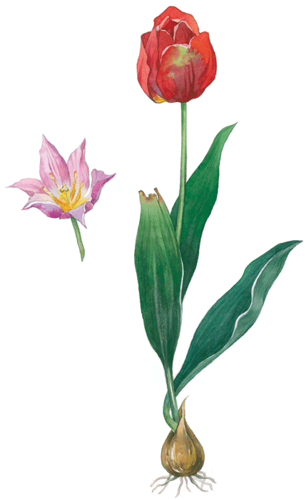 Исследовательская работы на тему Эколого-биологические особенности тюльпана Геснера в природных условиях и культуре