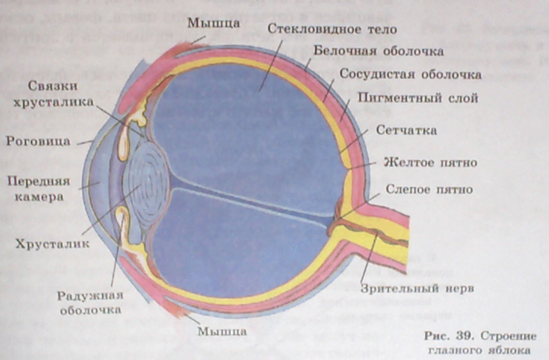Часть сосудистой оболочки глазного яблока. Оболочки глаза 1) белочная 2) сосудистая 3) сетчатка. Сетчатка сосудистая белочная оболочки глазного. Строение наружной оболочки глаза. Средняя сосудистая оболочка глаза.