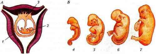 Представители каких классов позвоночных имеют крупные яйцеклетки. Стадии развития эмбриона млекопитающих. Схема строения матки и стадии развития зародыша у млекопитающих. Стадии внутриутробного развития млекопитающих. Развитие зародыша млекопитающего в матке.
