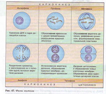 Жизненный цикл клетки: митоз и амитоз. (10 класс)