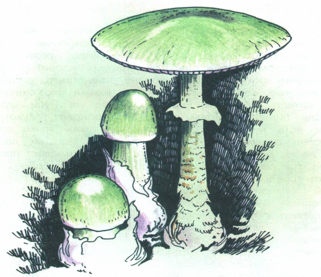 Ядовитые грибы в Республике Модровия